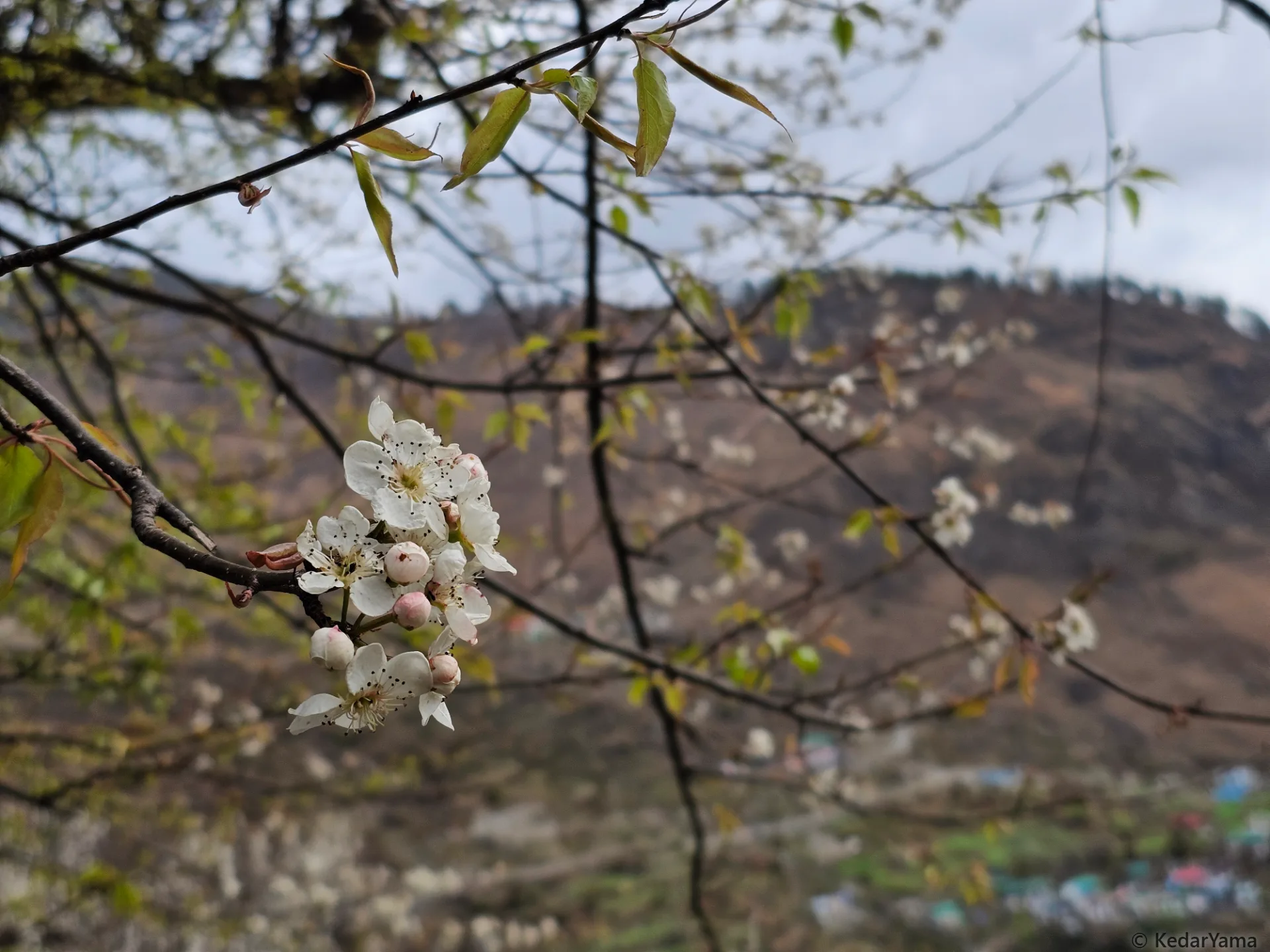 Scenery Scenery image